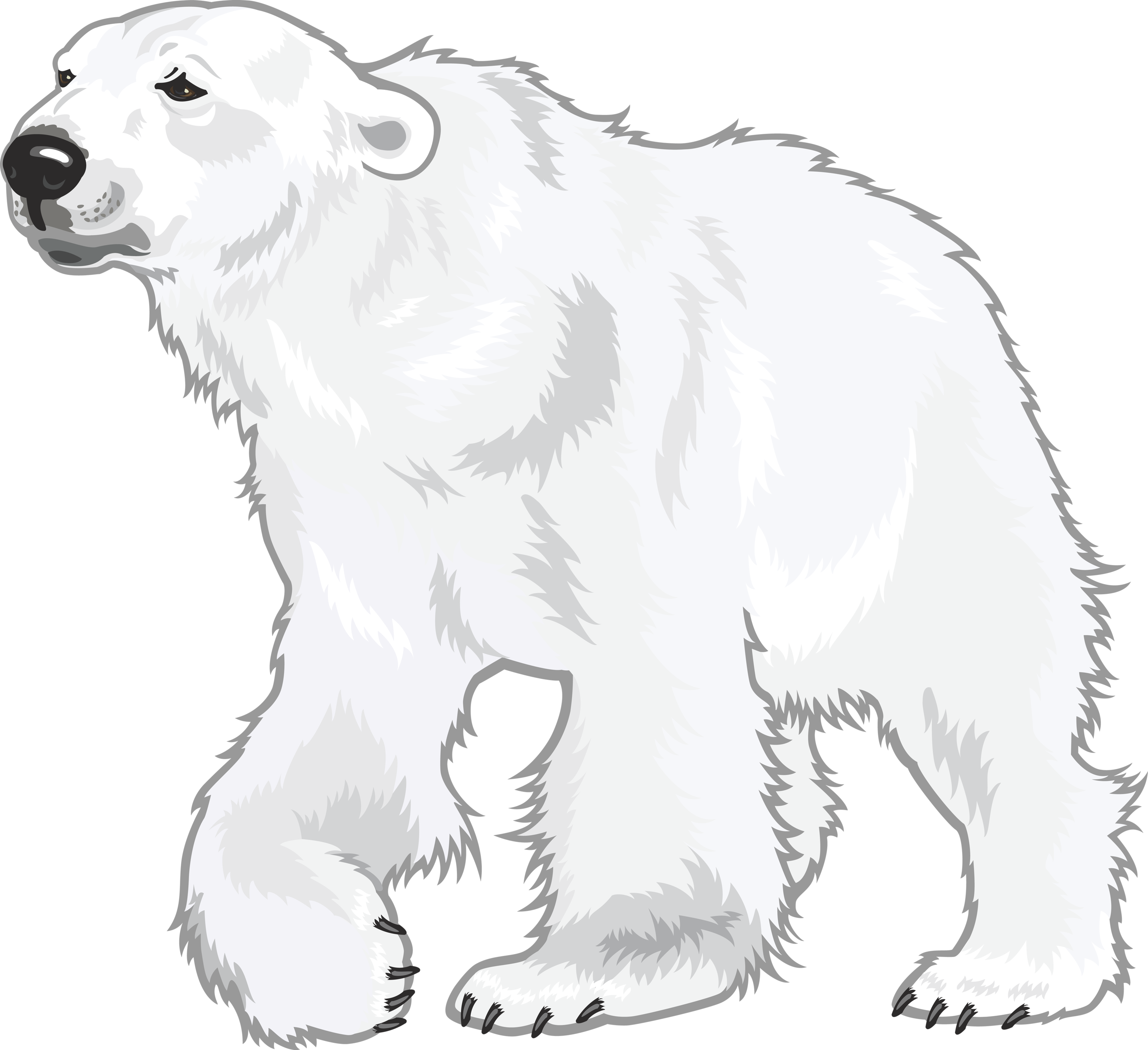 Polar bear - PNG image with transparent background | Free Png Images